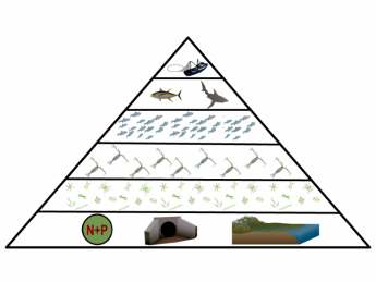 Trophic pyramid