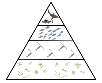 oceanic food web essay assignment