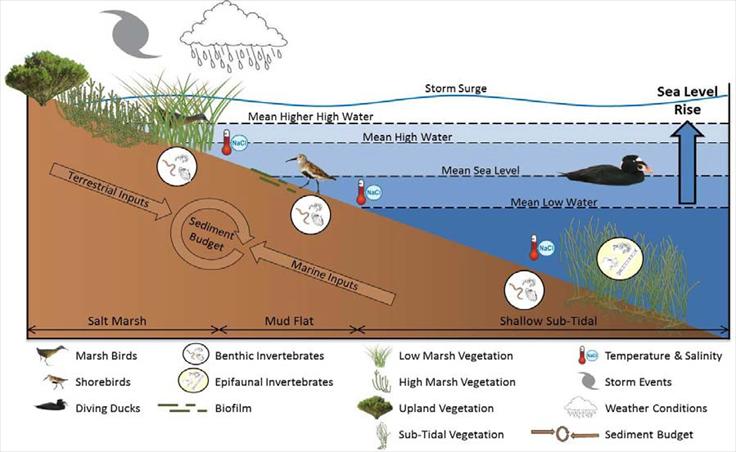 Climate change and estuaries