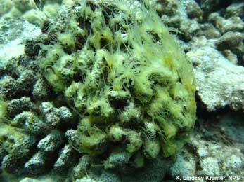 algae smothering coral