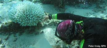 researching recording bleached corals