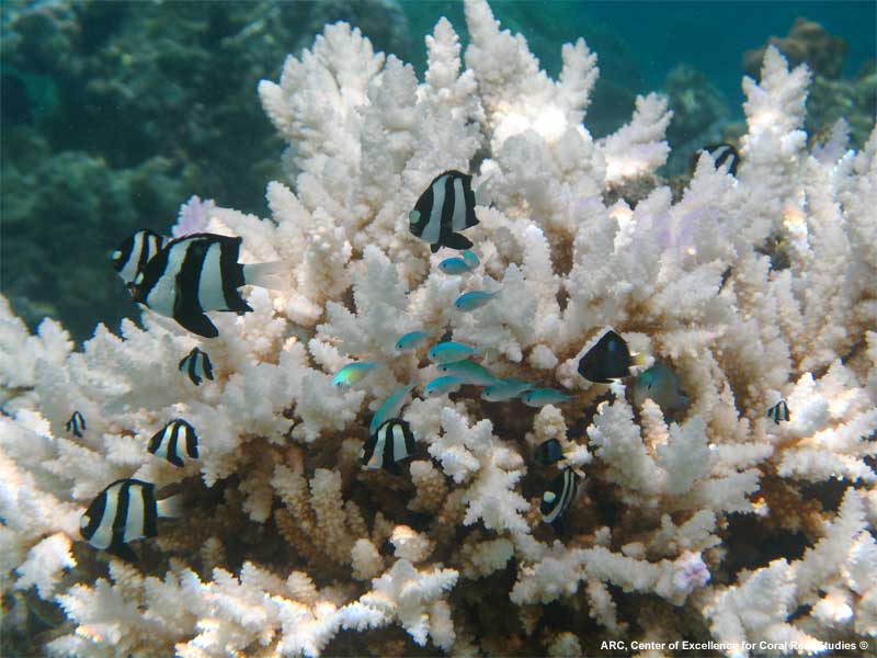 Coral Reef Bleaching Due To Global Warming Factory Sale