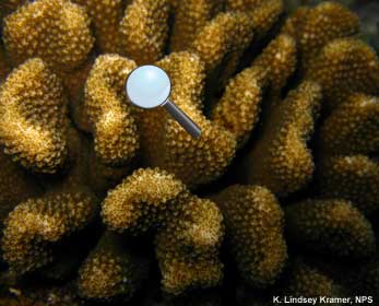 coral polyps and skeleton