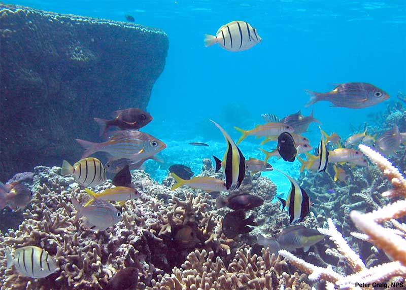 Scientists Study Unusual Coral Reef