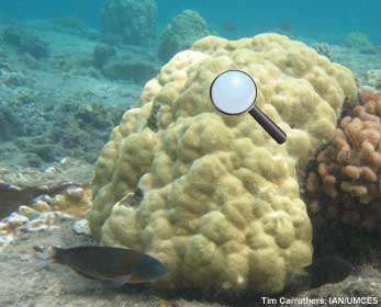 coral head and polyps