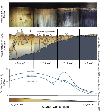 diagram and graph of how bottom organisms react to low oxygen concentrations