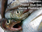 fish are affected by dead zones