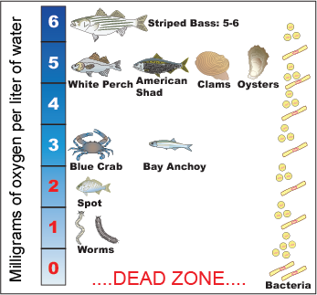 Deadzone scale
