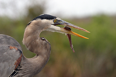 great blue heron