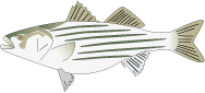 Adult striped bass