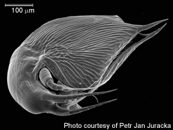 cladoceran