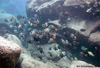 Many different fish species on coral reef