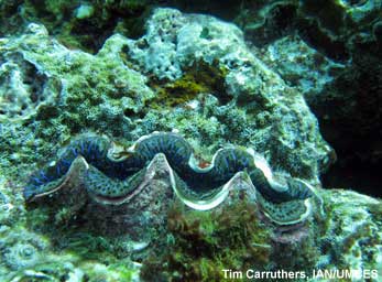 Giant clam