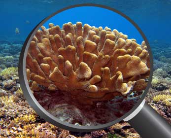 coral heads and coral reefs