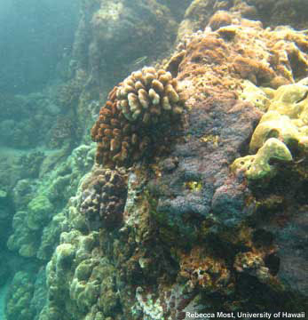 coral reef at Kaloko fishpond