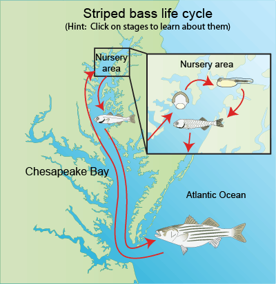Striped Bass life cycle diagram