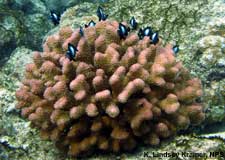 live stony coral