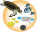 fish, turtle, and invertebrates