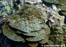 lobe coral 