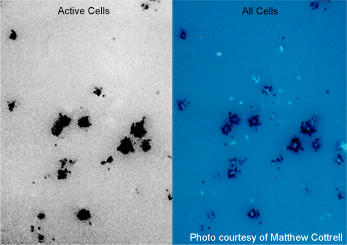 Microautoradiography and stained microbial cells
