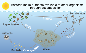 Bacteria make nutrients available to other organisms through decomposition