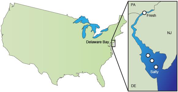 Delaware Bay, USA