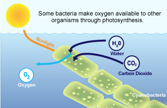 Some bacteria make oxygen available to other organisms through photosynthesis
