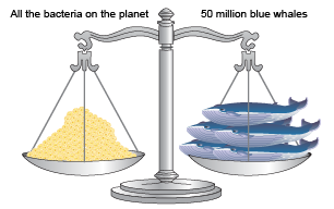 Bacteria and blue whales balance a scale. 