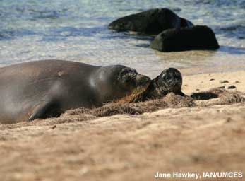 Hawaiian monk seal and her pup