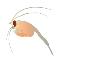 mysid shrimp