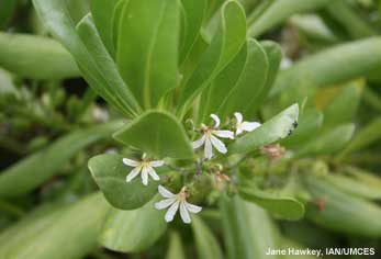 naupaka flower