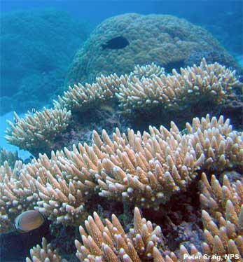 Coral reef in Ofu Lagoon