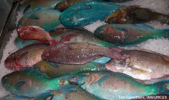 reef fish on for sale at a fish market
