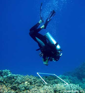 diver conducting a photoquad