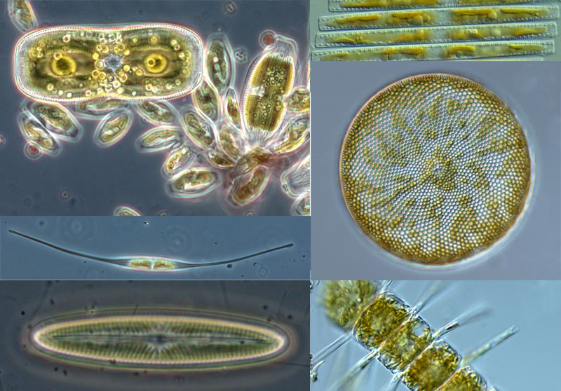 Plankton - Aquatic Drifters - Learn - Teach Ocean Science