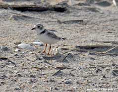 piping plover