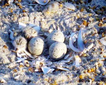 plover eggs