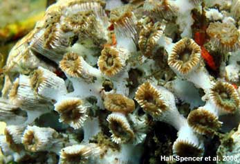 Coral polyps impacted by ocean acidification