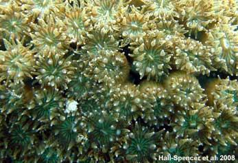 healthy coral polyps