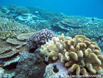 Coral reef in American Samoa