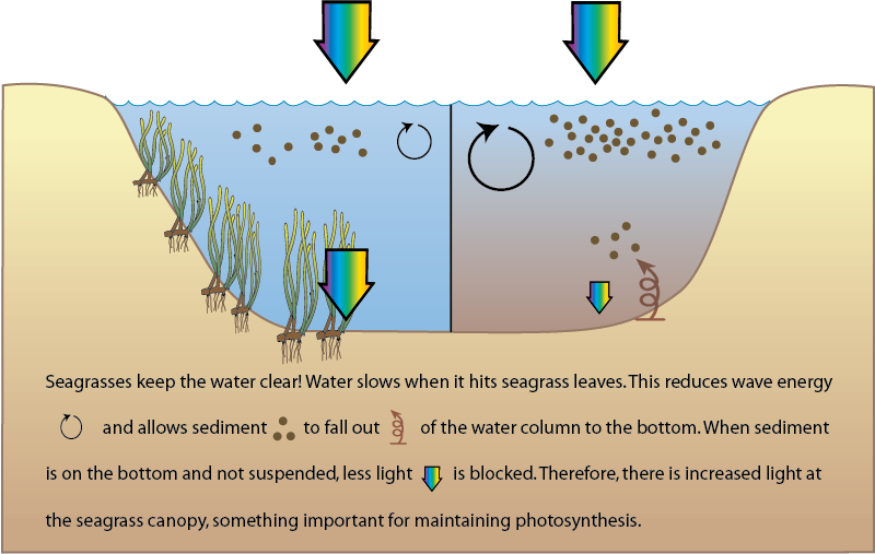 Seagrasses, Nature's Water Filter - The Ocean Foundation