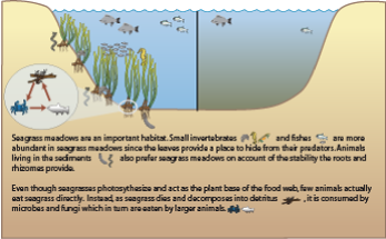 Seagrasses are a type of habitat.