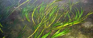 seagrass