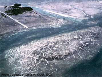 Propeller scars in seagrass bed