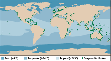 Seagrass distribution map