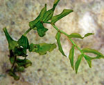 seagrass shoot
