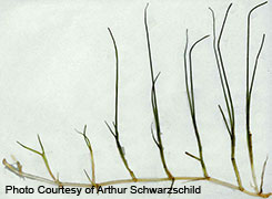 Seagrass rhizome