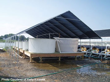 Seagrass seed tanks