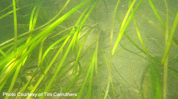 Seagrass bed