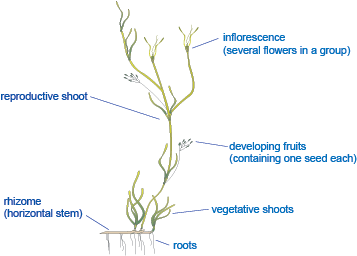 Widgeon Grass Diagram